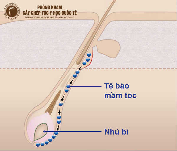 Phương pháp nuôi cấy tế bào mầm tóc có hiệu quả không?